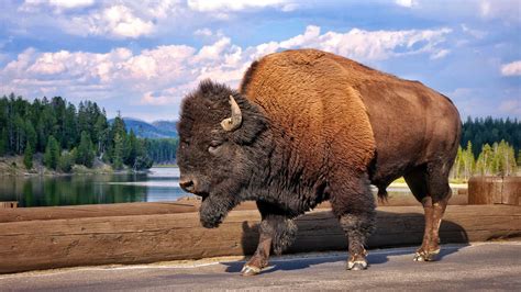 Bison, Yellowstone, 2013 | Buffalo animal, Bison, Yellowstone