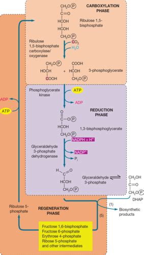 carbon fixation Flashcards | Quizlet