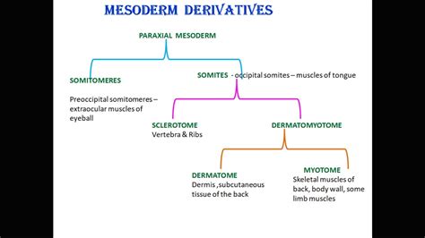 mesoderm derivatives - YouTube