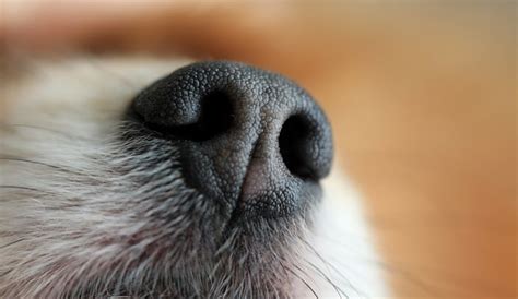 Dry Nose Dog Treatment (What to Look For in an Effective One)