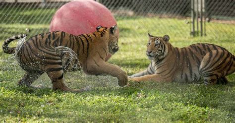 Big Cat Habitat & Gulf Coast Sanctuary, Sarasota | Roadtrippers