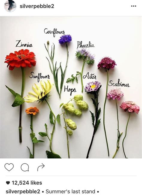 Flower Meanings and Cut Flower Garden Ideas