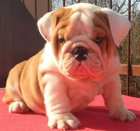 Buy English Bulldog Puppy for Sale - Dav Pet Lovers
