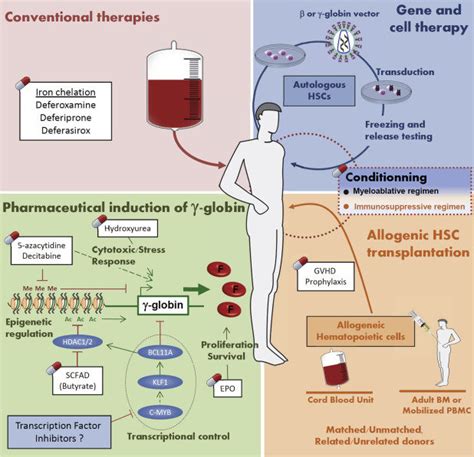 Gene Therapy For Beta-Thalassemia: Updated Perspectives, 42% OFF