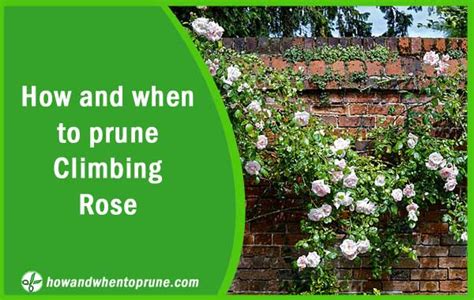 How and when to prune climbing roses 【Pruning diagram】