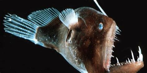 How Deep Do Anglerfish Live - BEST GAMES WALKTHROUGH