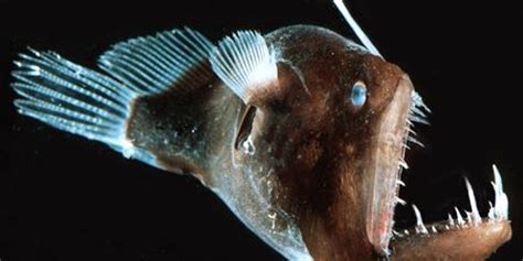 A deep sea anglerfish uses its own kind of lure to attract prey