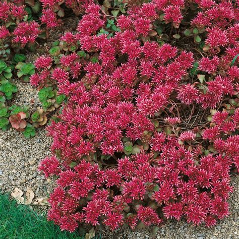 Sedum Summer Glory Seeds - Sedum Spurium Stonecrop Ground Cover Seed in ...