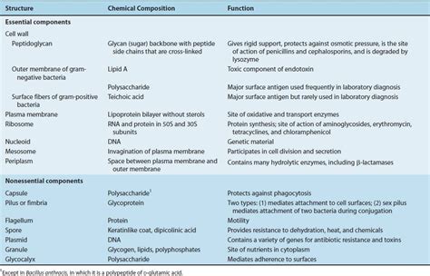 Diagram Bacterial Cell Structure And Function