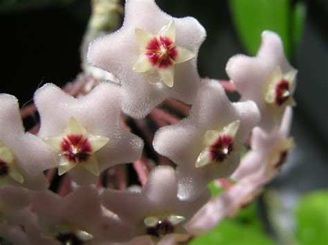 Hoya carnosa (L.f.) R.Br. | Plants of the World Online | Kew Science