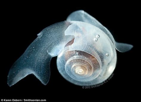 Sea butterflies: Spectacular photographs show beautiful but endangered ...