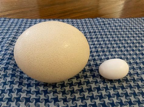 How To Eat An Ostrich Egg - Recipes.net