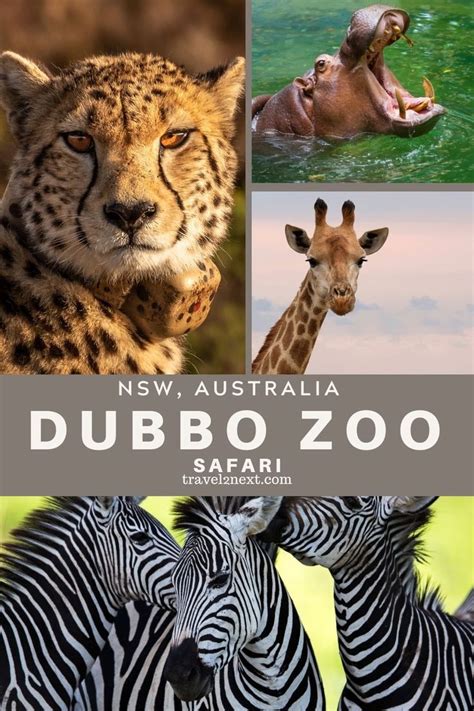 Dubbo Zoo Wildlife Safari | Wildlife safari, Zoo, In the zoo