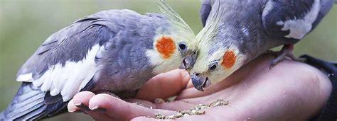 5 Easy Essentials to Begin Feeding Birds