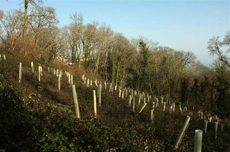 Tree guards, Occombe valley © Derek Harper cc-by-sa/2.0 :: Geograph ...