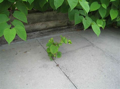 Japanese knotweed is no more of a threat to buildings than other plants – new study