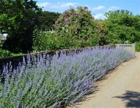 Nepeta Six Hills Giant - Granton Plants, Hobart