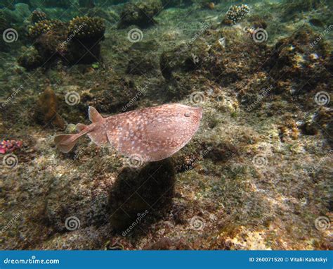 Stingrays, Leopard Electric Stingray . Stock Photo - Image of woodland, electric: 260071520