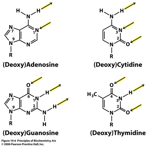 👍 Hydrogen bonding is most often seen _____. Share to Facebook. 2019-02-16