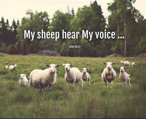 Daily Scripture Readings and Meditation: My Sheep Hear My Voice – Brown ...