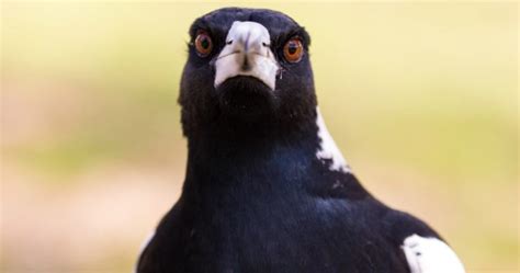 Magpie swooping season has begun early this year: Danger zones revealed - Starts at 60