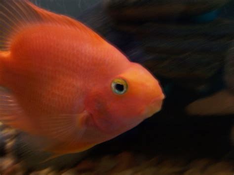 Red Parrot Fish, तोता मछली, पैरेट फिश in Government Labour Colony, Phagwara , Akshita Aquariums ...