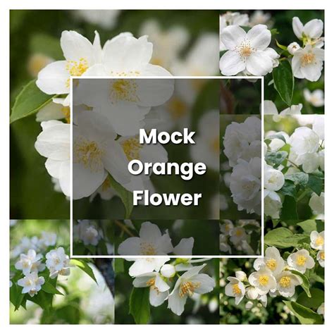 How to Grow Mock Orange Flower - Plant Care & Tips | NorwichGardener