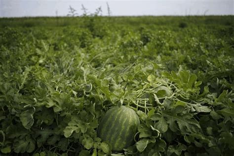 10 Best Watermelon Companion Plants