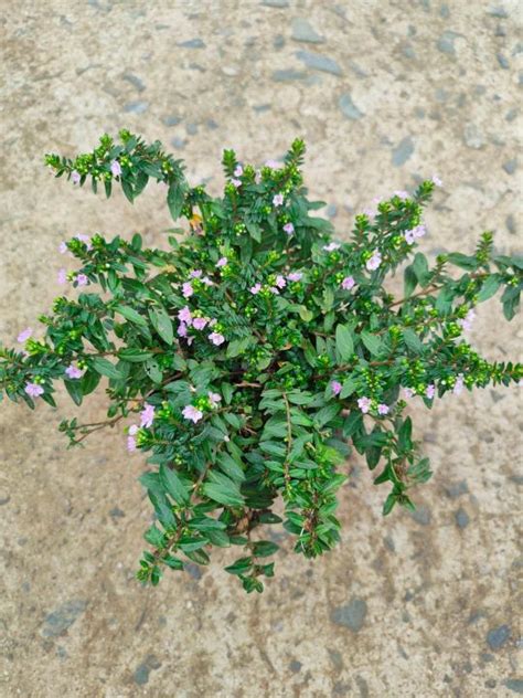 Kopia Lilac (Live Plant) with FREE garden loam soil, plastic pot and ...