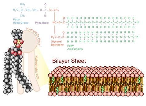 The phospholipid bilayer, the structure of the plasma membrane | Bioquímica, Biología celular ...