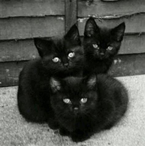 3 extremely cute black kittens. Aren’t we lucky!! #blackcats | Kittens cutest, Pretty cats, Kittens