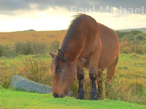 Bodmin Moor Pony – Paul Michael Photography