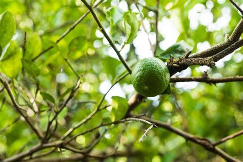 Premium Photo | Plant and growing green lemon trees