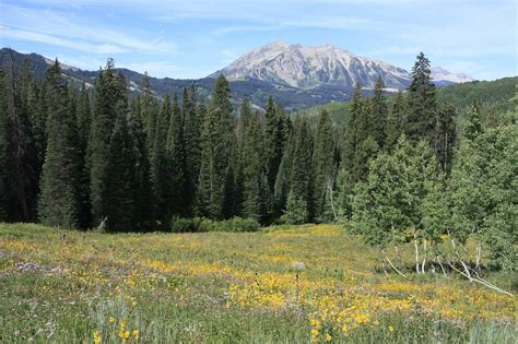 4 Distinct Types of Pine Trees in Colorado - ProGardenTips