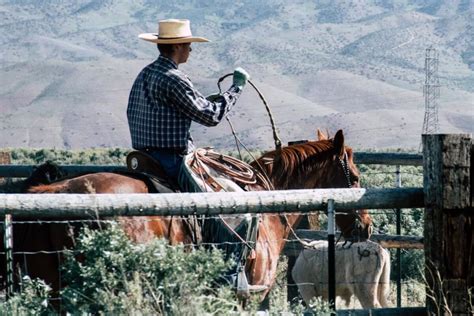 What Is Calf Roping Or Tiedown Roping? - Horses & Foals