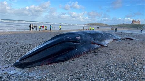 Huge whale found dead on Newquay's Fistral Beach in Cornwall | UK News ...