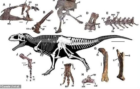 New dinosaur presented today Meraxes Gigas, found in Neuquén Argentina in 2012 : Paleontology