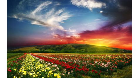 🔥 Download Colorful Spring Flowers 4k Nature Wallpaper by @danielleb97 | Colorful Nature ...