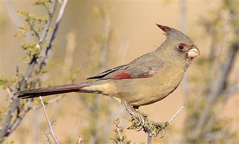 Pyrrhuloxia - ID, Facts, Diet, Habit & More | Birdzilla