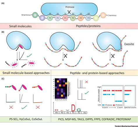 Protease Specificity: Towards In Vivo Imaging Applications and Biomarker Discovery: Trends in ...