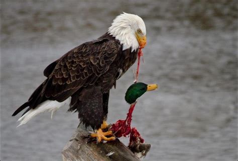 Eagle eating a duck - image - WTF - Reddit