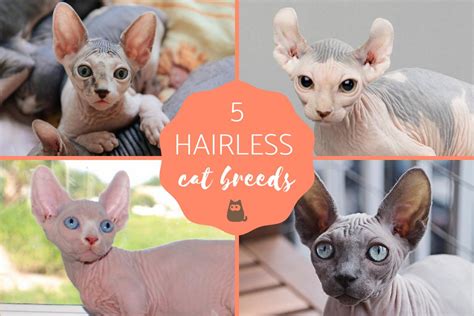 Hairless Cat Breeds — The Naked Truth, 56% OFF