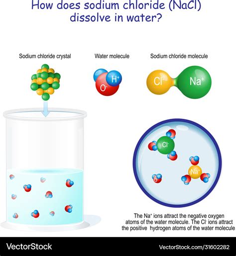 How Does Sodium Chloride Nacl Dissolve In Water Vector Image | My XXX ...