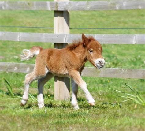 Falabella Foal