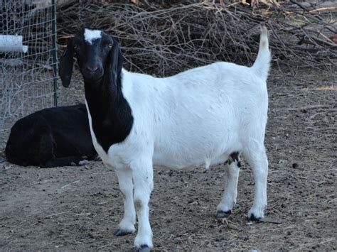 South African Boer Goat Does - Boer Goats | Boer goats, Goats, Animals