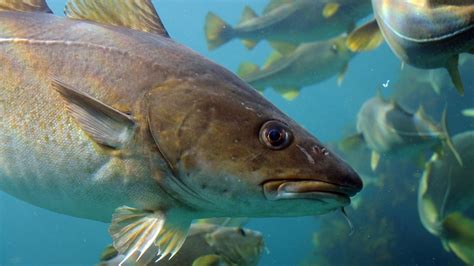 NOAA Must Act to Save New England's Fish Habitat | The Pew Charitable Trusts