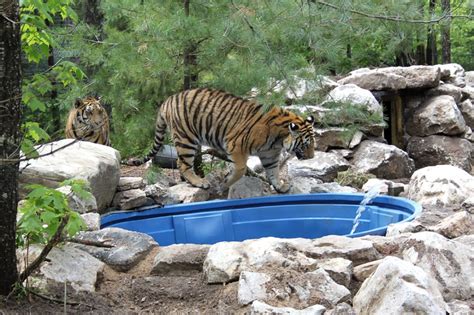 Fundraiser by Gary Moore : Help Us Finish the New Tiger Habitat