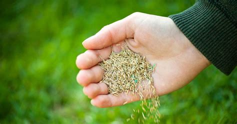 The Best Time to Plant Grass