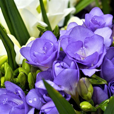 Freesia Double Blue | Freesia Lacteal Corms | Fragrant Purple Freesias ...