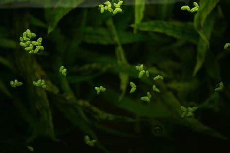 Floating aquarium plants | Benefits & types | Aquariadise